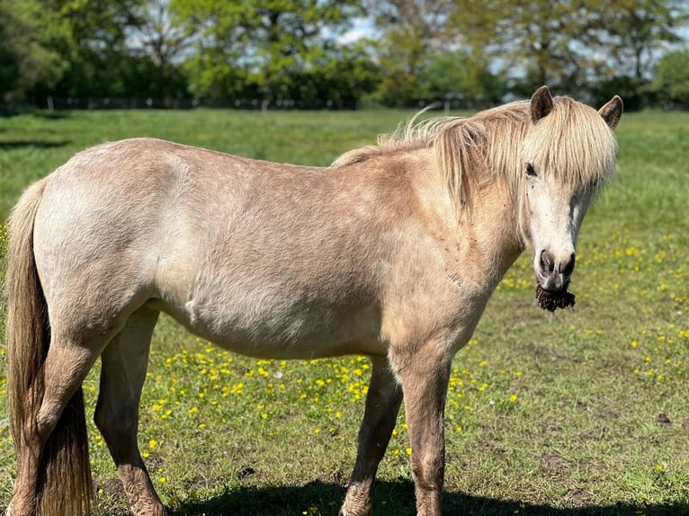 IJslander Merrie 4 Jaar in Blunk
