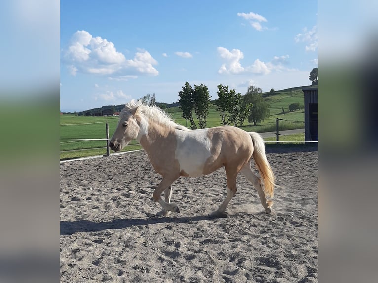 IJslander Merrie 4 Jaar Gevlekt-paard in Kißlegg