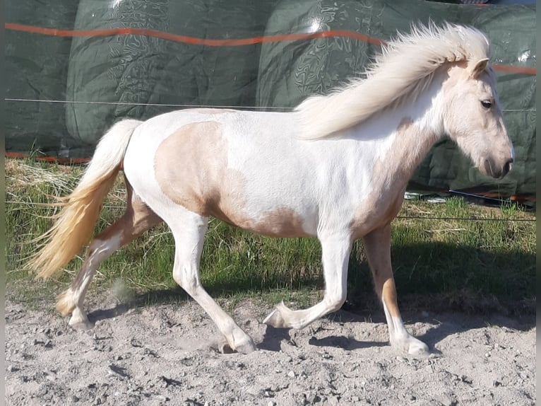 IJslander Merrie 4 Jaar Gevlekt-paard in Kißlegg