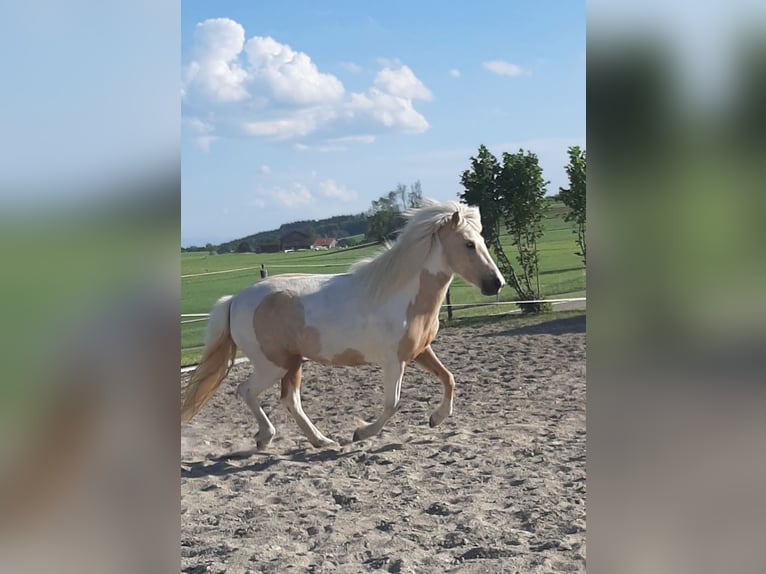 IJslander Merrie 4 Jaar Gevlekt-paard in Kißlegg
