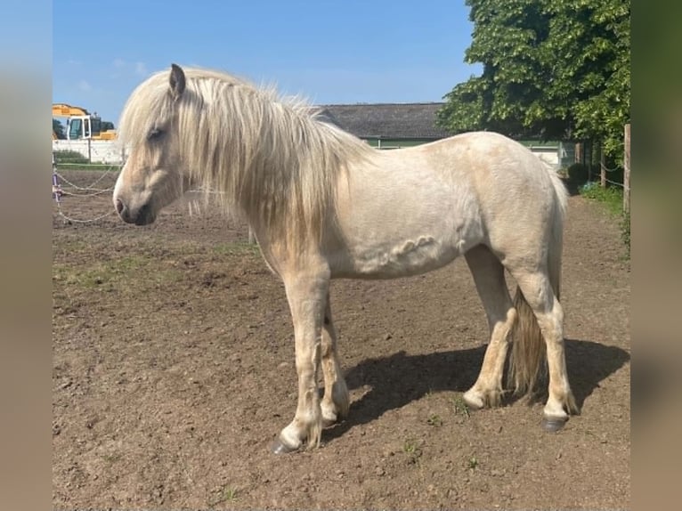 IJslander Merrie 4 Jaar Palomino in Testelttestelt