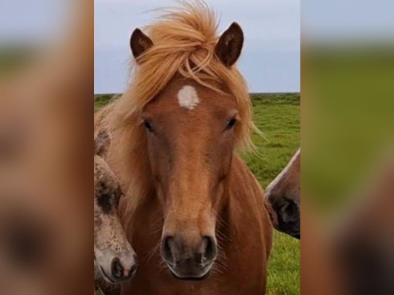 IJslander Merrie 4 Jaar Vos in Süd-Island