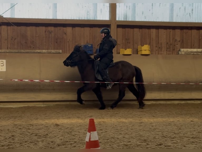 IJslander Merrie 5 Jaar 132 cm Zwart in Fronreute