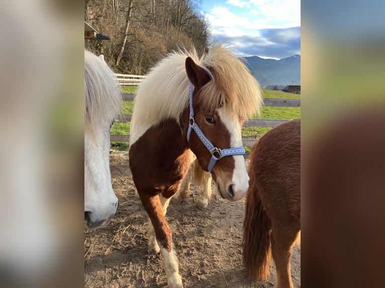 IJslander Merrie 5 Jaar 134 cm Gevlekt-paard in Kirchbichl