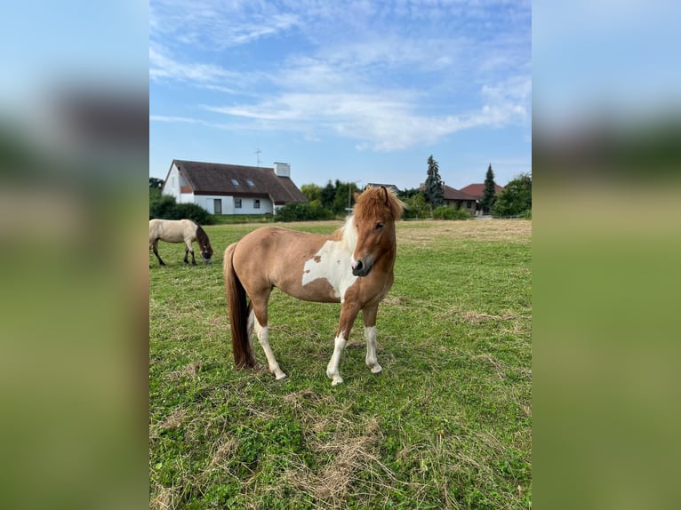 IJslander Merrie 5 Jaar 134 cm Gevlekt-paard in Wassertrüdingen
