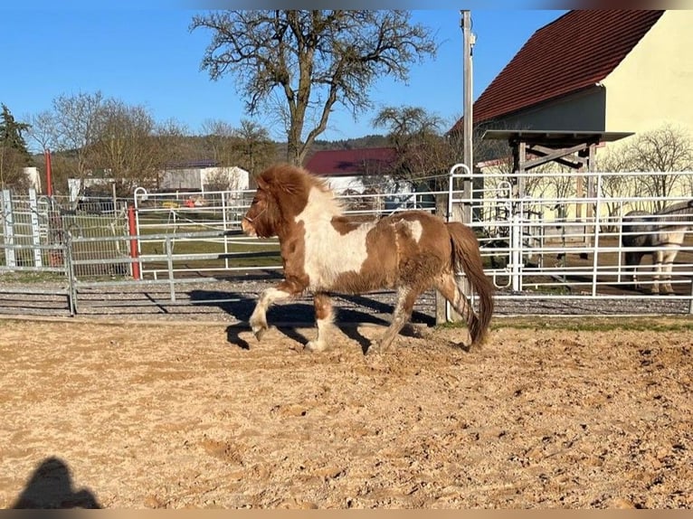 IJslander Merrie 5 Jaar 134 cm Gevlekt-paard in Wassertrüdingen
