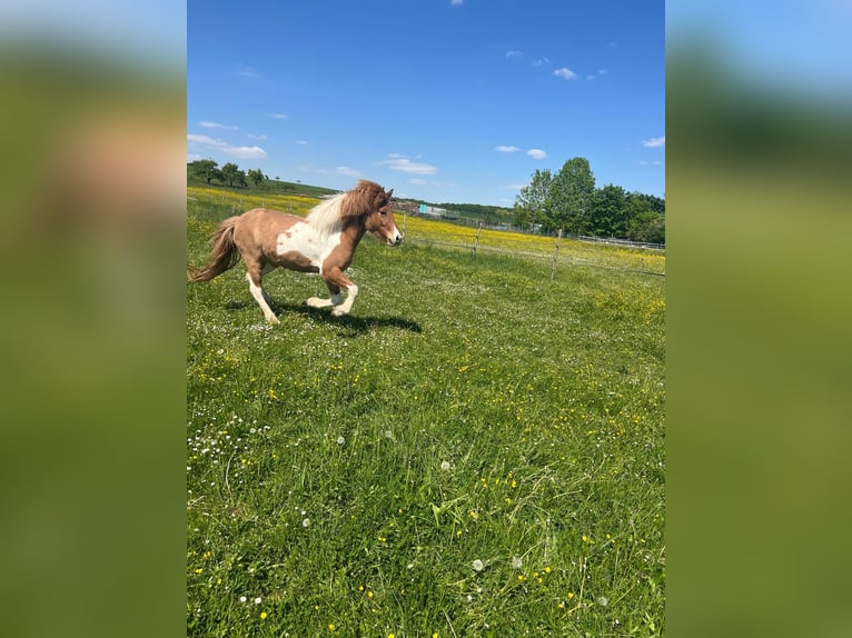 IJslander Merrie 5 Jaar 134 cm Gevlekt-paard in Wassertrüdingen