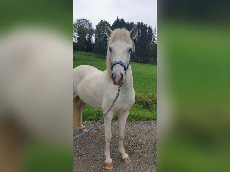 IJslander Merrie 5 Jaar 135 cm Schimmel in Haslach
