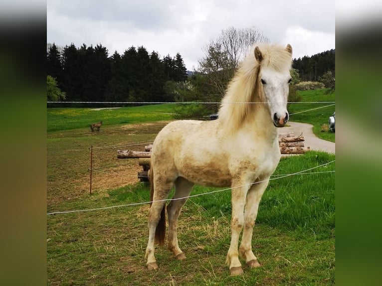 IJslander Merrie 5 Jaar 135 cm Schimmel in Haslach