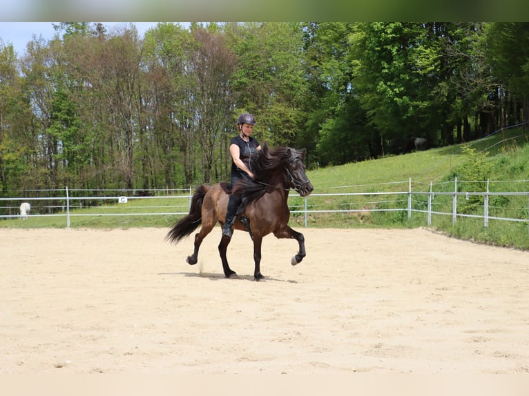 IJslander Merrie 5 Jaar 136 cm Zwartbruin in Kumhausen