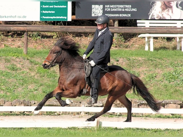 IJslander Merrie 5 Jaar 138 cm Bruin in Nettersheim