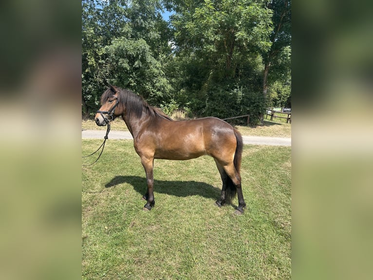 IJslander Merrie 5 Jaar 138 cm Bruin in Nettersheim