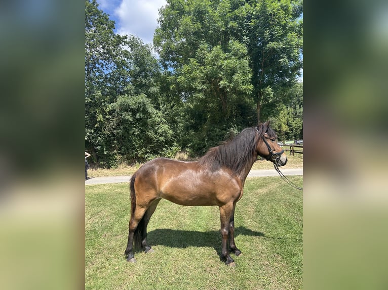 IJslander Merrie 5 Jaar 138 cm Bruin in Nettersheim