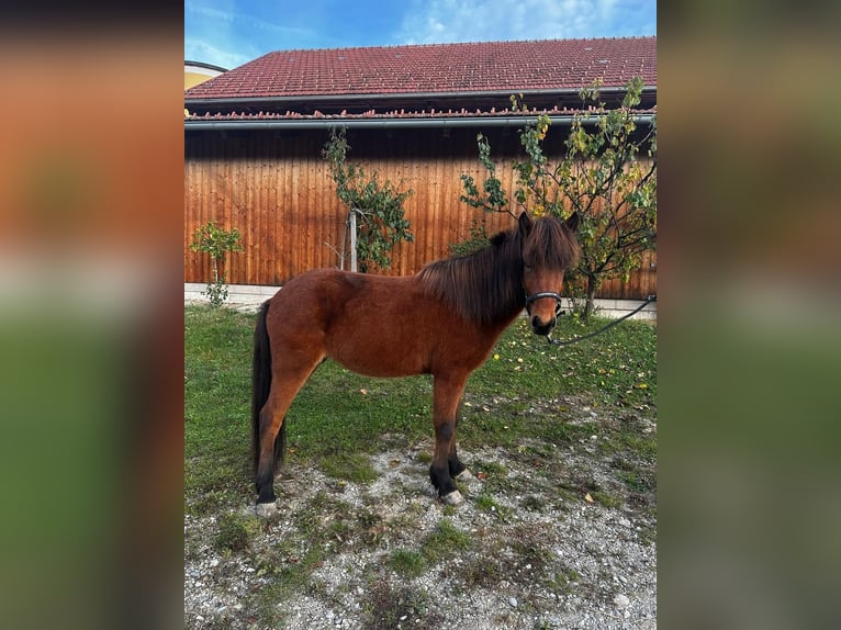 IJslander Merrie 5 Jaar 138 cm Bruin in Sankt Radegund