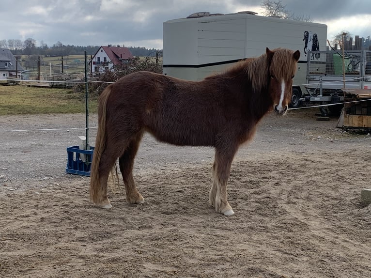 IJslander Merrie 5 Jaar 138 cm Vos in Calw