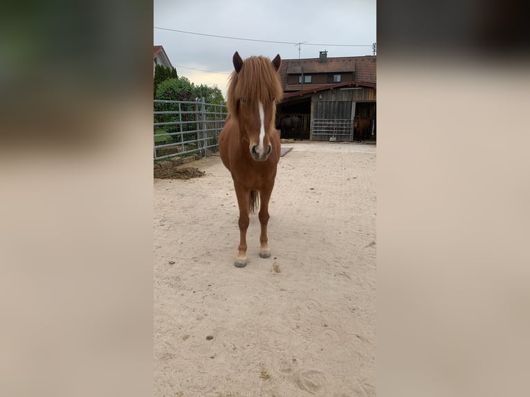 IJslander Merrie 5 Jaar 138 cm Vos in Calw