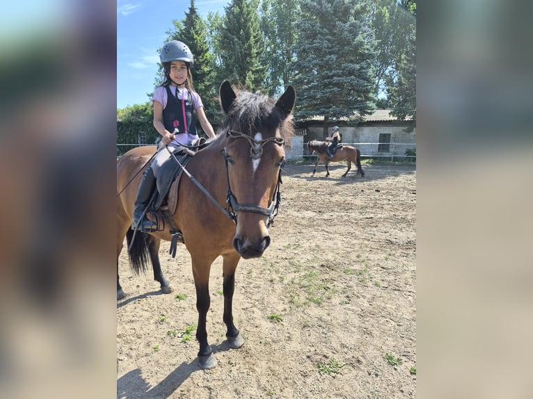 IJslander Merrie 5 Jaar 140 cm Bruin in Viersdorf