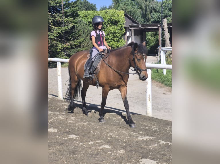 IJslander Merrie 5 Jaar 140 cm Bruin in Viersdorf
