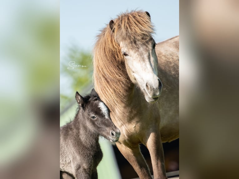 IJslander Merrie 5 Jaar 140 cm Buckskin in Kiel