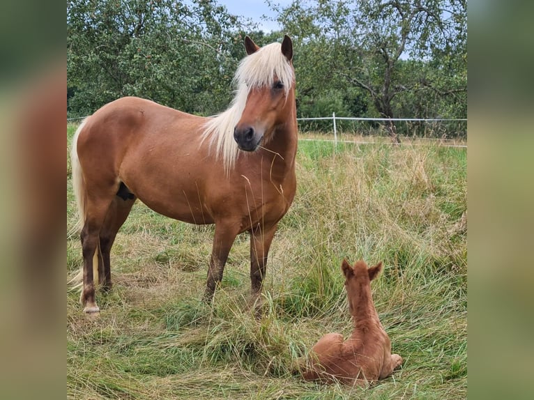 IJslander Merrie 5 Jaar 140 cm in Aichtal