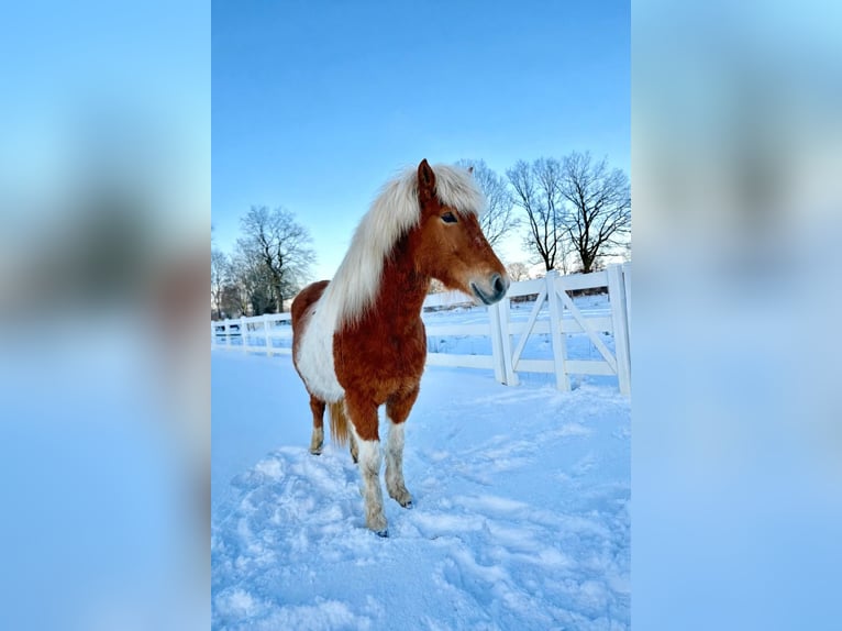 IJslander Merrie 5 Jaar 140 cm Gevlekt-paard in Lehmrade