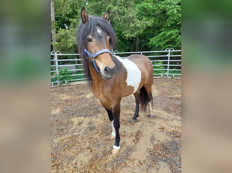 IJslander Merrie 5 Jaar 140 cm Gevlekt-paard in Ulm