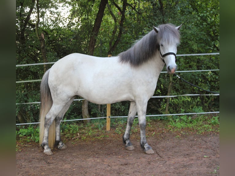 IJslander Merrie 5 Jaar 140 cm Schimmel in Essingen
