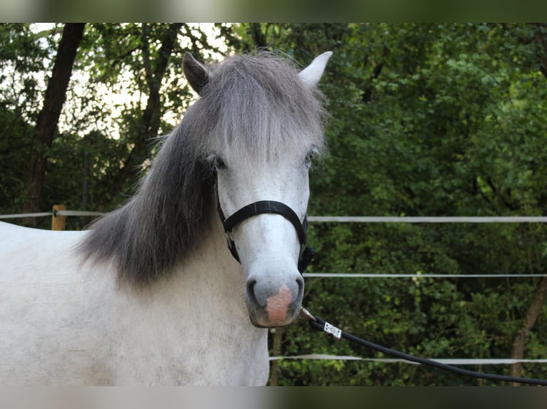 IJslander Merrie 5 Jaar 140 cm Schimmel in Essingen