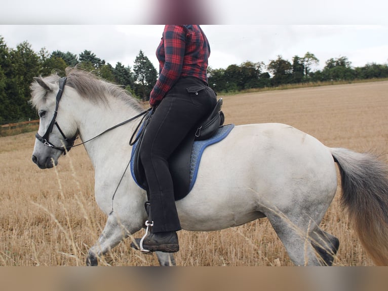 IJslander Merrie 5 Jaar 140 cm Schimmel in Essingen