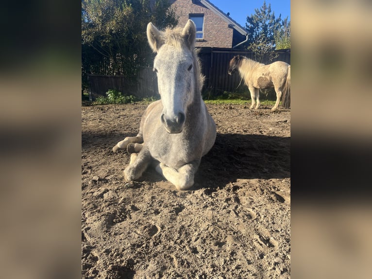 IJslander Merrie 5 Jaar 140 cm Schimmel in Koberg