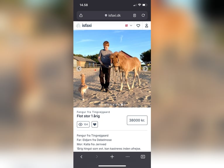 IJslander Merrie 5 Jaar 140 cm Vos in Nottfeld