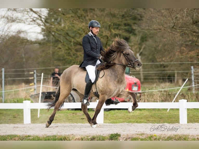 IJslander Merrie 5 Jaar 142 cm Falbe in Horst
