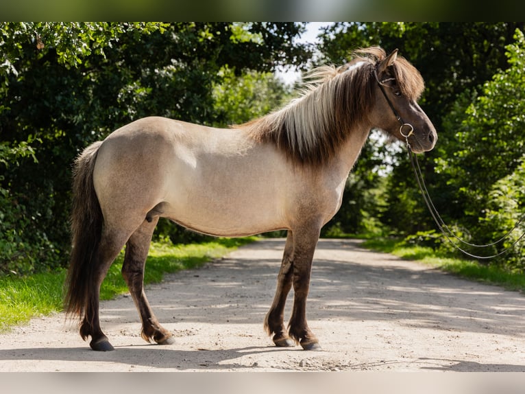 IJslander Merrie 5 Jaar 142 cm Falbe in Lehmrade