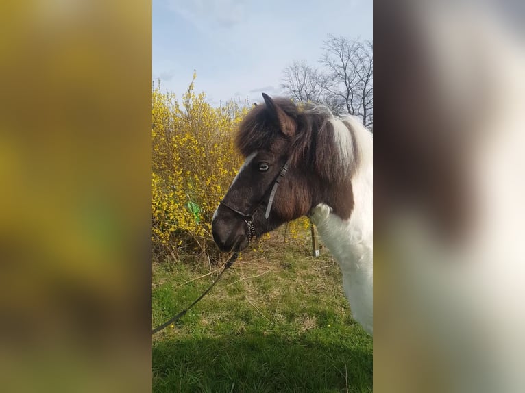 IJslander Merrie 5 Jaar 142 cm Gevlekt-paard in Bergneustadt