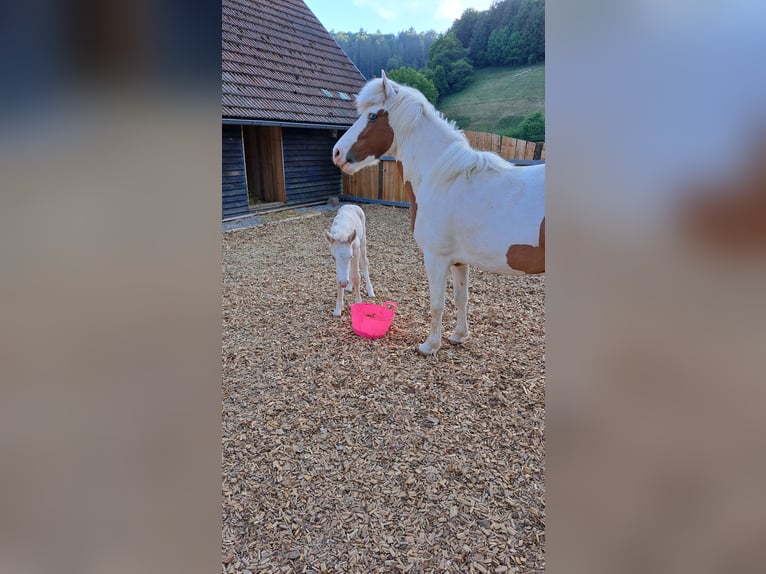 IJslander Merrie 5 Jaar 142 cm Gevlekt-paard in Oberzent