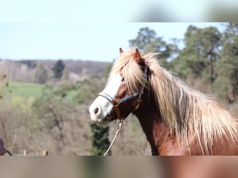 IJslander Merrie 5 Jaar 142 cm Vos in Wetzlar