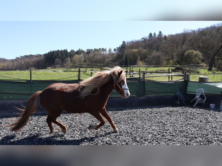 IJslander Merrie 5 Jaar 142 cm Vos in Wetzlar