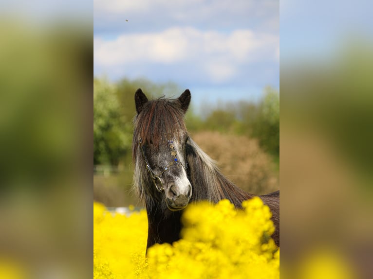 IJslander Merrie 5 Jaar 142 cm Zwartschimmel in Koberg