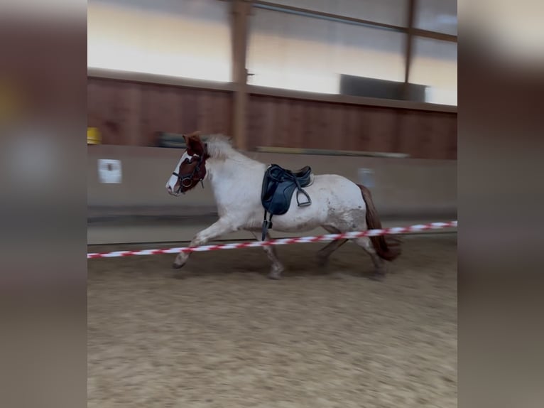 IJslander Merrie 5 Jaar 143 cm Gevlekt-paard in Fronreute