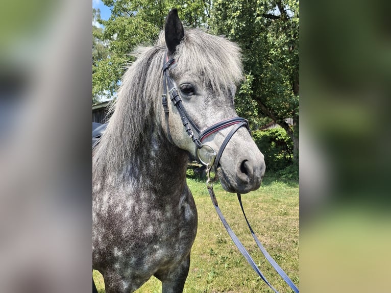 IJslander Merrie 5 Jaar 143 cm kan schimmel zijn in Neuching