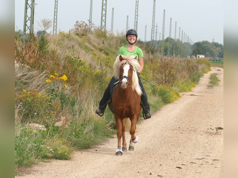IJslander Merrie 5 Jaar 144 cm Vos in Euskirchen