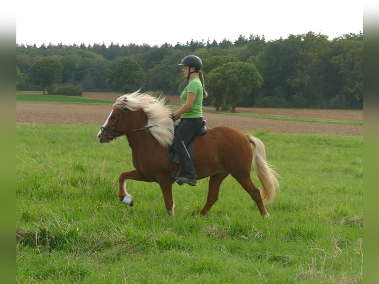 IJslander Merrie 5 Jaar 144 cm Vos in Euskirchen