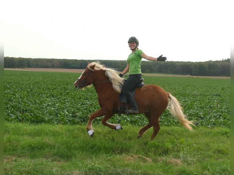 IJslander Merrie 5 Jaar 144 cm Vos in Euskirchen