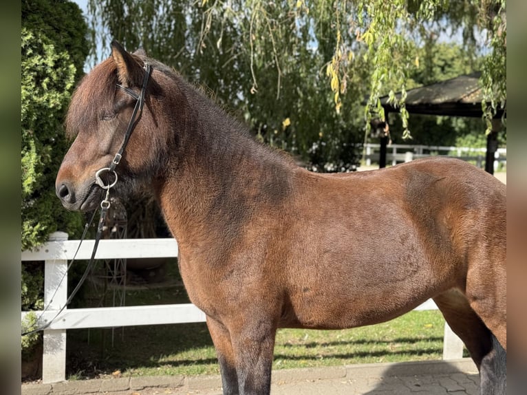 IJslander Merrie 5 Jaar 145 cm Bruin in Lochen am See