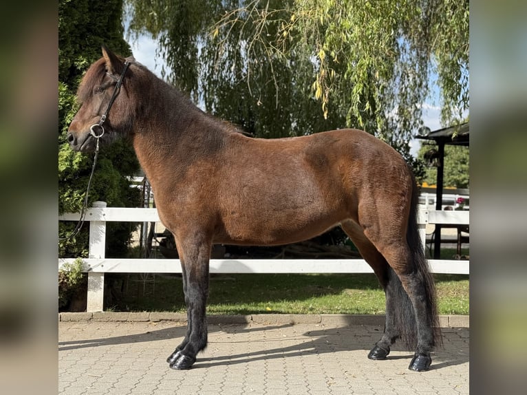 IJslander Merrie 5 Jaar 145 cm Bruin in Lochen am See