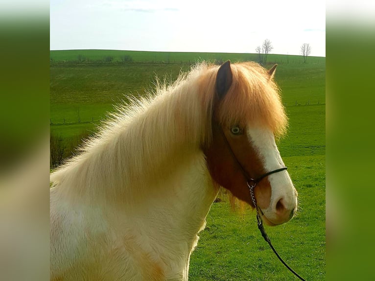 IJslander Merrie 5 Jaar 145 cm Gevlekt-paard in Bergneustadt