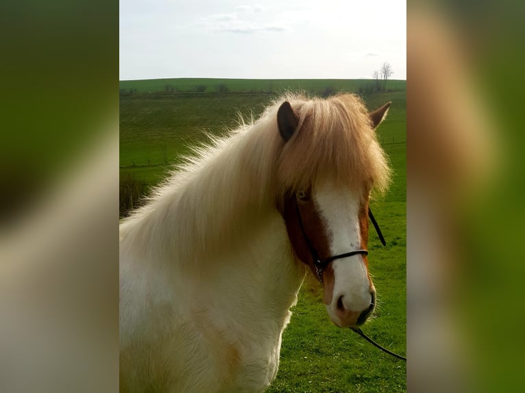 IJslander Merrie 5 Jaar 145 cm Gevlekt-paard in Bergneustadt