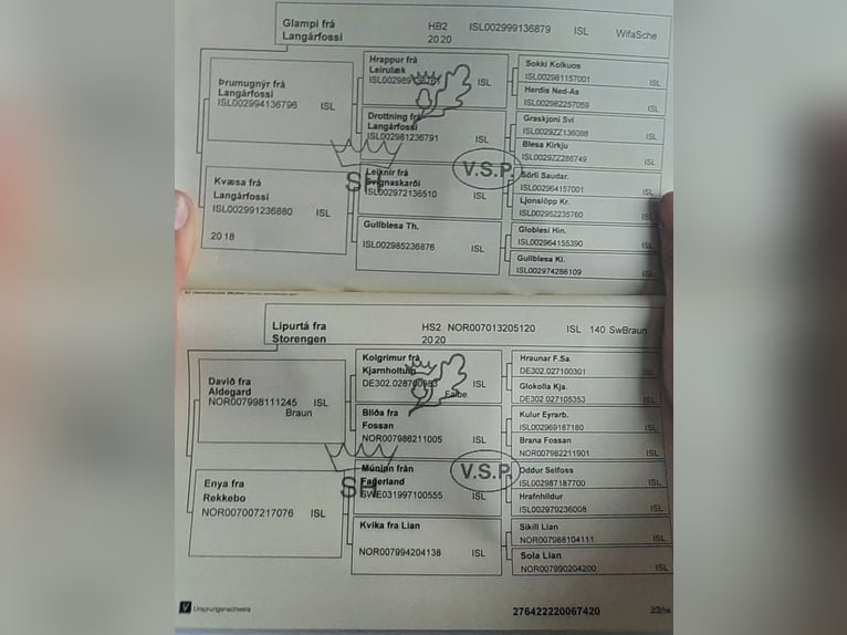 IJslander Merrie 5 Jaar 145 cm Gevlekt-paard in Stüdenitz-Schönermark
