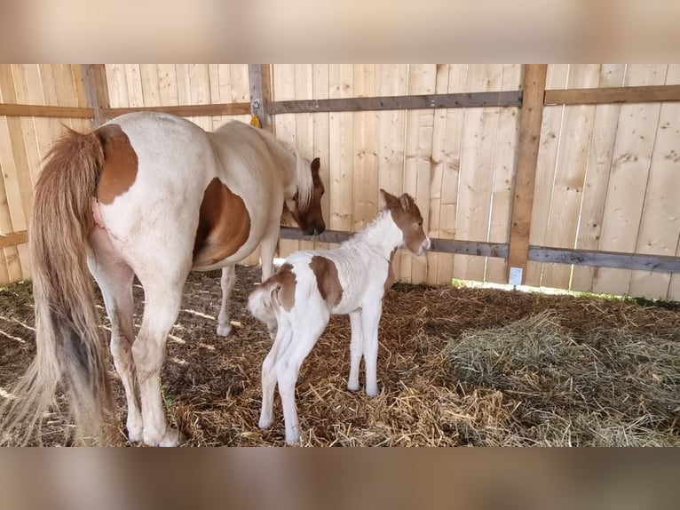 IJslander Merrie 5 Jaar 150 cm Tobiano-alle-kleuren in Eisgarn