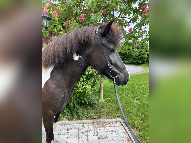 IJslander Merrie 5 Jaar Gevlekt-paard in Straßwalchen